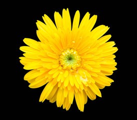 gerbera flower isolated on black background