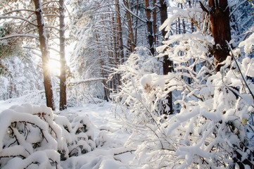 Winter bright sun air white frozen pine trees forest taiga in snow