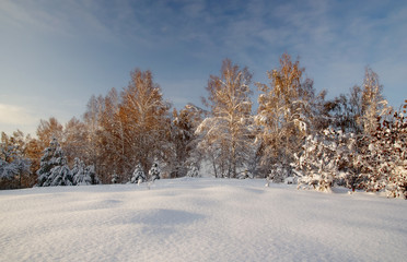 Winter bright sun air white frozen birch trees forest taiga in snow