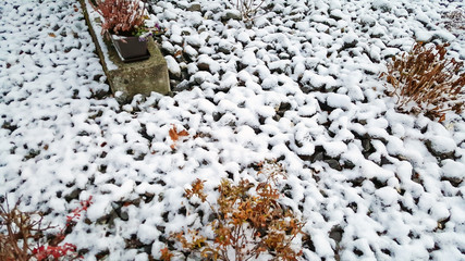Beautiful white snow covered the entire surface of the lawn.