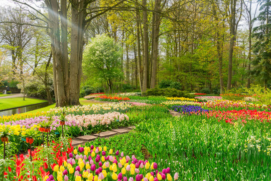 Colourful Tulips flowerbeds, grass and trees in an Spring Formal Garden
