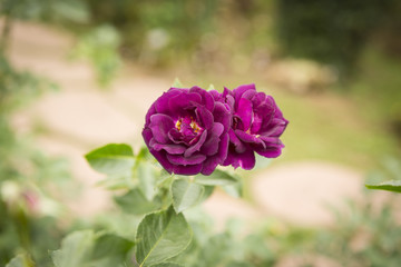 Purple roses in garden