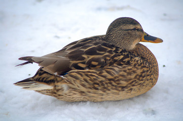 Duck on the snow
