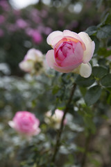 Pink and red roses in garden