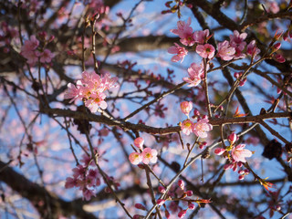 Closeup Cherry, Doi Ang Khang.