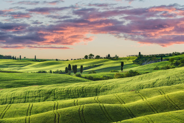 Waved green fields in sunny Tuscany. - 132834481