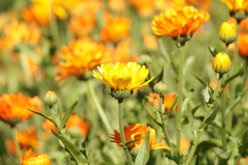 Ringelblume Blüten Feld Garten draußen