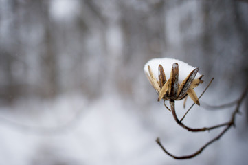 Snow Cup