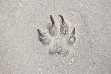Trace dog paws in the sand. Small depth of field
