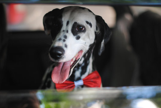 Dog Dalmatian In A Red Bow Tie Looks Out The Window Of Car