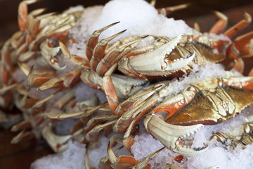 Dungeness crab on ice. San Francisco. Horizontal