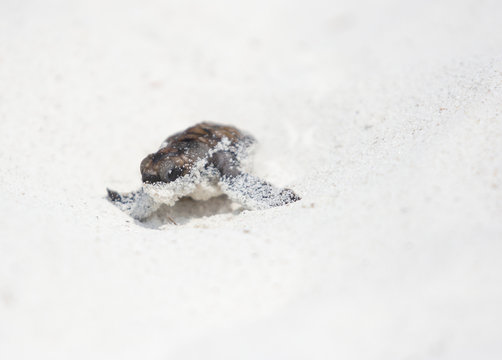 Baby green turtle making its way to the ocean