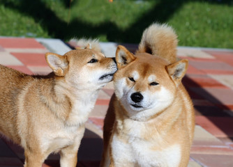 Shiba Inu love