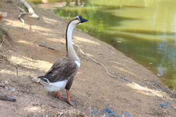 The geese are the only outdoor pool.
