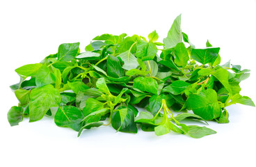 Fresh spinach leaves on a white background