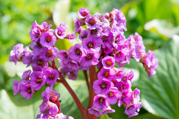 Flower Bergenia crassifolia