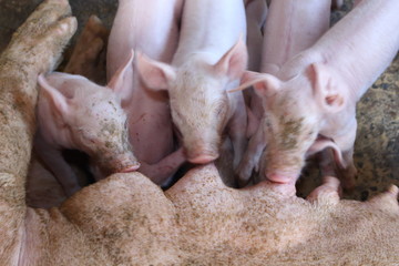 Pig eating a small white milk.