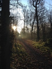 Obraz premium Joggeurs dans la brume