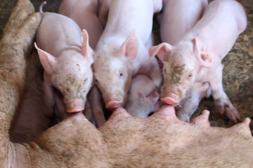 Pig eating a small white milk.