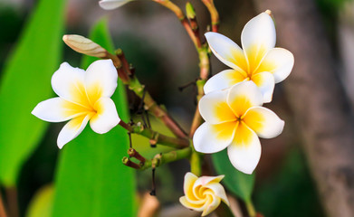 Fototapeta na wymiar White Plumeria spp. (frangipani flowers, Pagoda tree)
