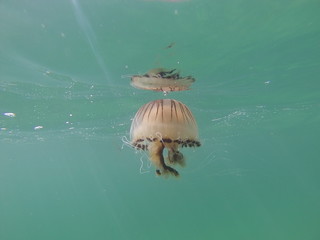 Jellyfish Reflected