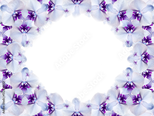 Frame Of Flowers White Blue Purple Flowers Are Gathered In A Circle On A White Background For Design Card For The Holiday Nature Wall Mural Nadya76