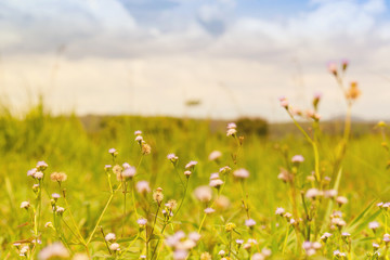 Flower in the field and background of cloud.