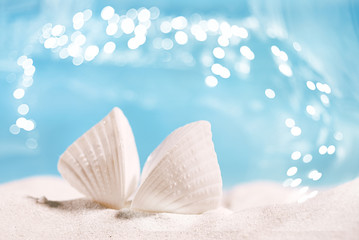 Obraz na płótnie Canvas white tropical shell on white Florida beach sand under sun light