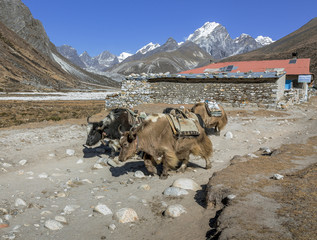The yak caravan going from Everest Base Camp - Periche, Nepal, Himalayas