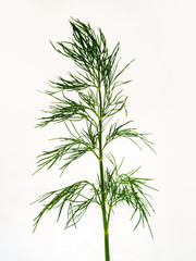 Fototapeta premium Dill
