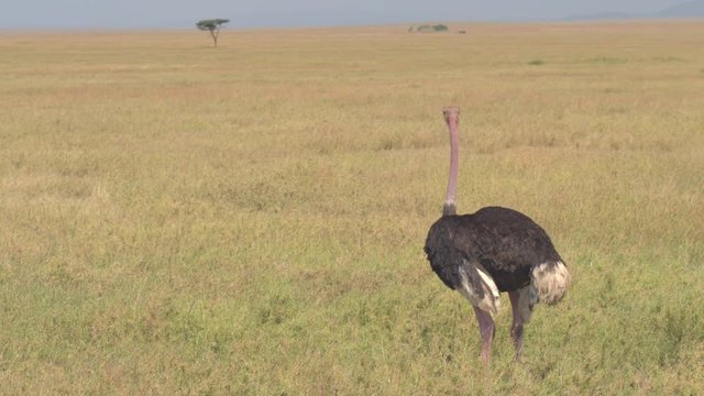 CLOSE UP: African pink-necked ostrich standing on big field staring in distance