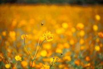 orange cosmos flowers