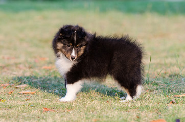 Puppy Shetland Sheepdog.