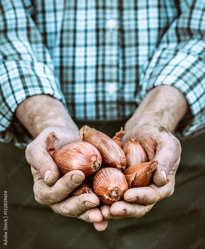 Sticker freshly harvested onion