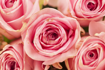rosa Rosen auf einem Holzhintergrund