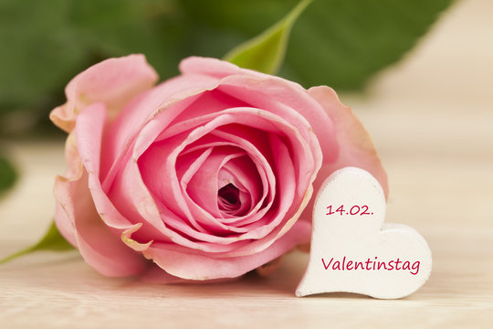 rosa Rose auf einem Holzhintergrund für Valentinstag