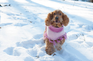 Young cocker spaniel playing in snow park on sunny winter day
