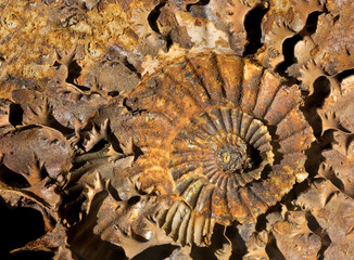 Ammonite shell inside the fossil of the Jurassic period.