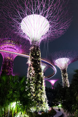 SINGAPORE - December 22, 2016: Supertrees at Gardens by the Bay