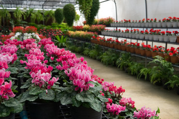 Greenhouse Gardening