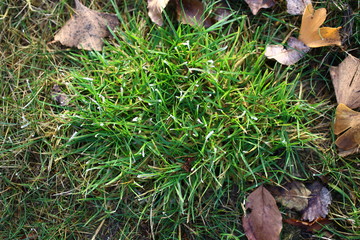 Gefrohrener Morgentau auf einer Wiese