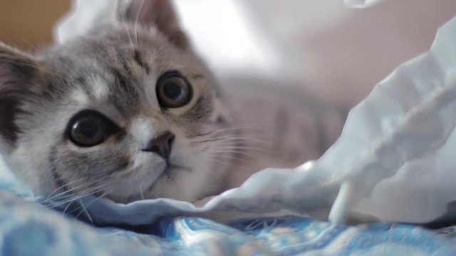Pretty Cat is winks
