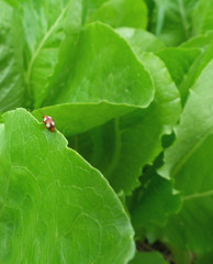 Close-up of one white dots brown bug climbing on the edge of bright green leaf 