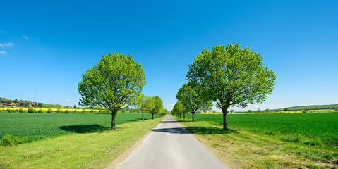 Lindenalle durch grüne Felder unter blauem Himmel im Frühling