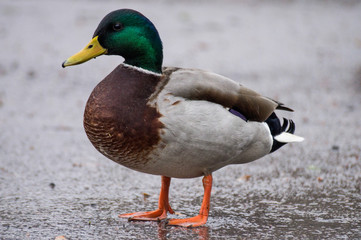 Portrait of a Male mallard duck with green shimmering head