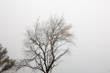 branch of tree and white sky,brown color of branch
