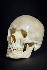 Obraz premium human skull