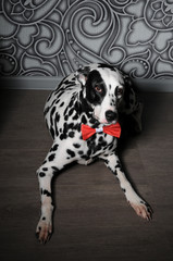 Dalmatian dog in a red bow tie in stylish gray-steel interior. Wallpapers with monograms