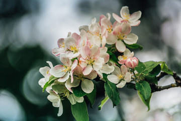 Branch of apple bloom with beautiful flowers in pink and white