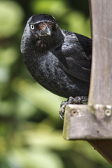Western Jackdaw, portrait, Bempton, United Kingdom.